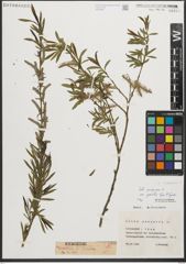 Foto von Salix purpurea L.